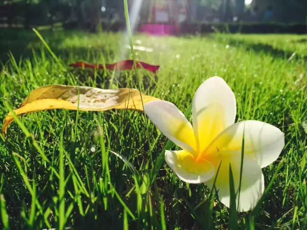 Ա